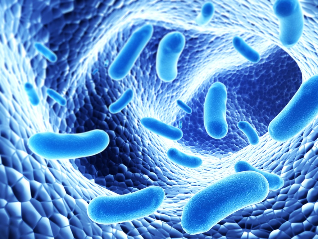Probiotika, prebiotika a symbiotika, co znamenají?