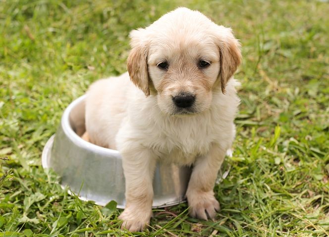 Novela veterinárního zákona ulevila malým farmářům. Posvítila si ale na nelegální množírny psů