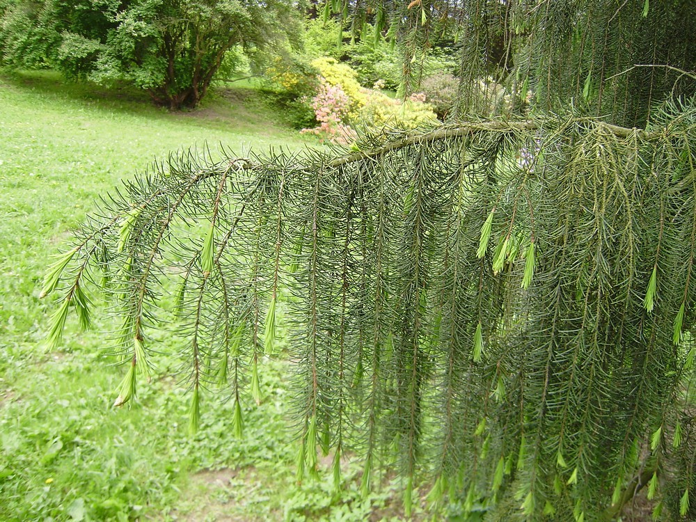 Smrk Brewerův (Picea breweriana)