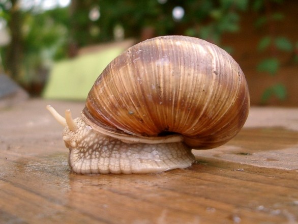 Už tuto sobotu se budou konat šnečí závody