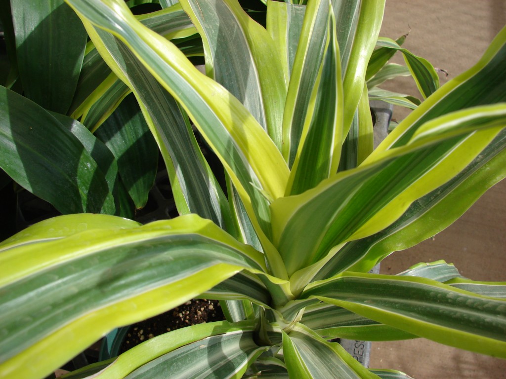 Dracena dokáže reagovat na emoce