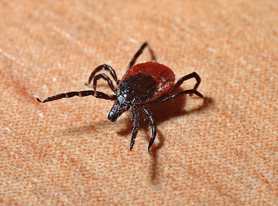 Klíště je roztoč, který patří do čeledi klíšťátovití