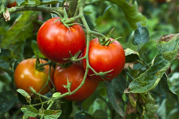 Rajčata jsou velmi oblíbenou pochutinou
