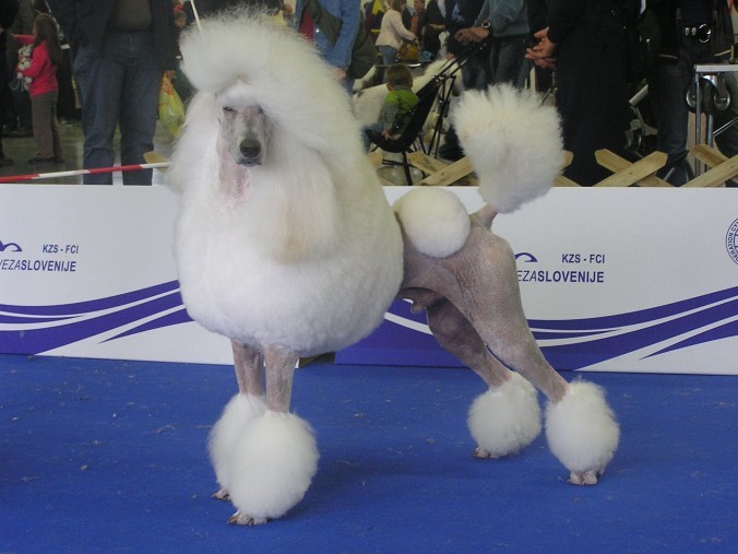 Doménou Věry Vitnerové jsou pudlové. Takto připravila jednoho z nich na výstavu.