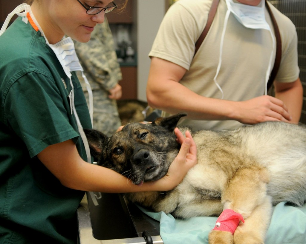 Očkování proti vzteklině je vždy lepší absolvovat u veterináře