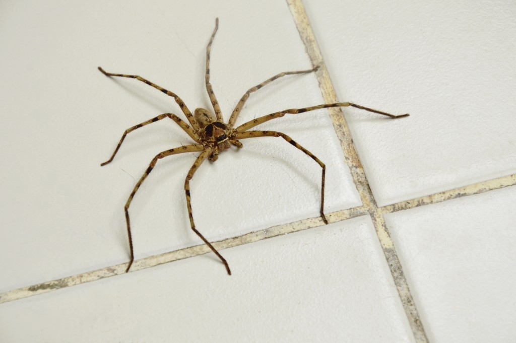 Pavouci mimo jiné nesnáší vůni skořice, levandule a citronu