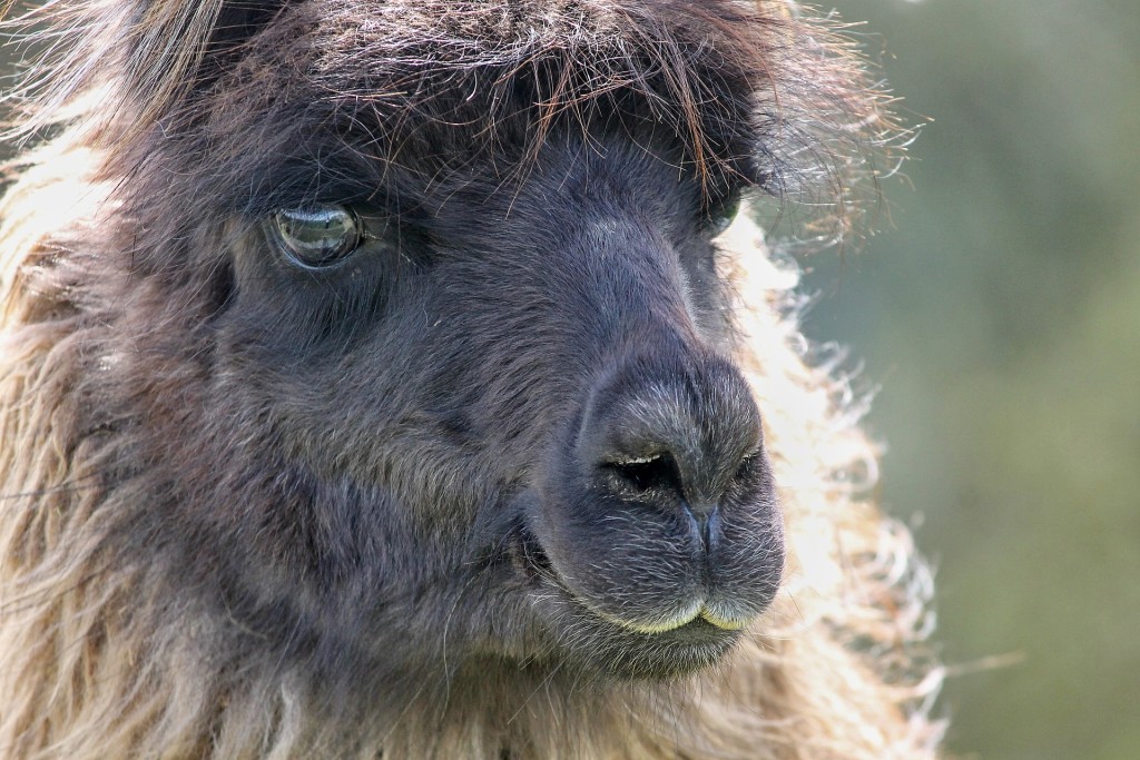 Lama byla v Bolívii obětována náměstkem