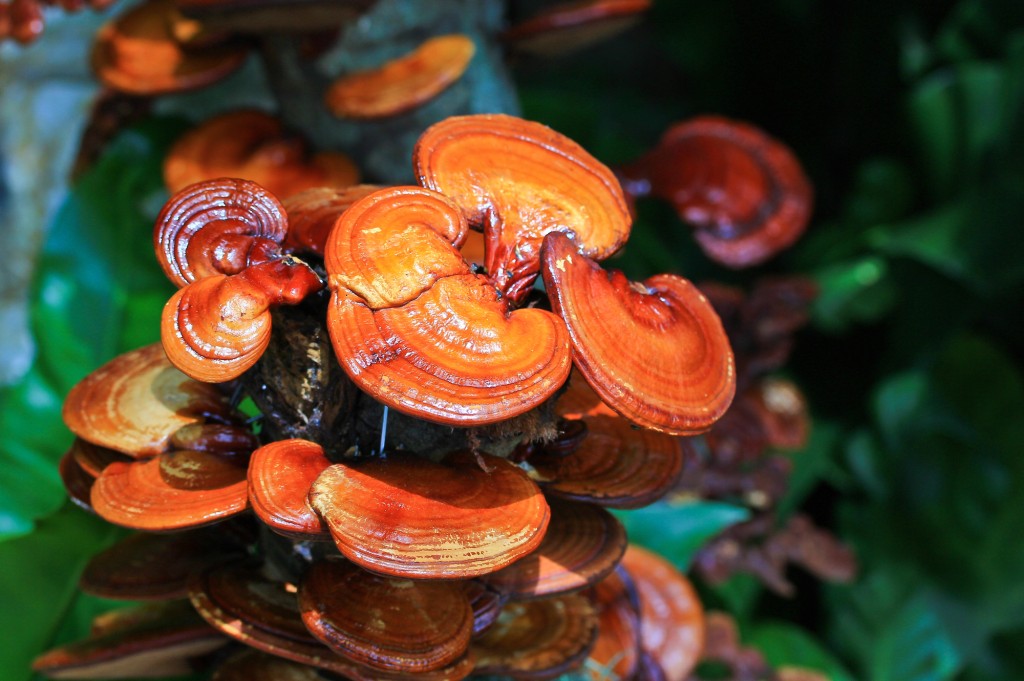 Reishi se také říká „královská houba“ a je již stovky let vyhledávanou a oblíbenou houbou především ve východní medicíně