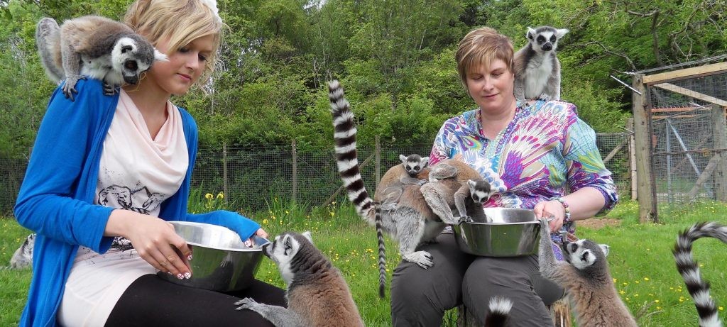 Hosty při józe prý přítomnost lemurů těší