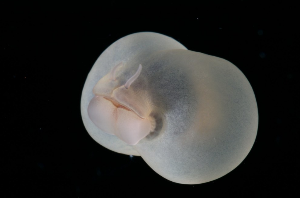 Jeho tělo vytváří modré světlo a produkuje zelený, bioluminiscenční sliz
