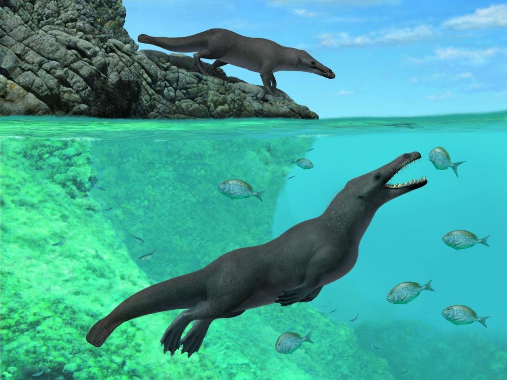 Peregocetus pacificus