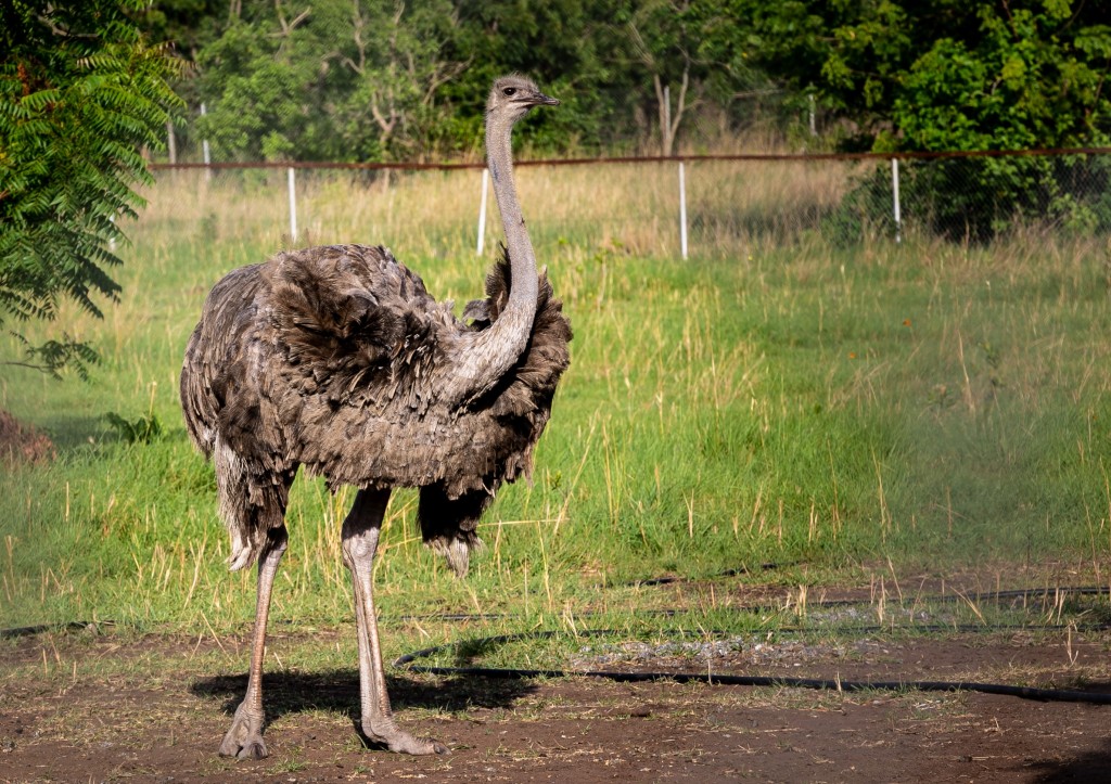 Živým terčem se v ukrajinské ZOO stalo i několik pštrosů