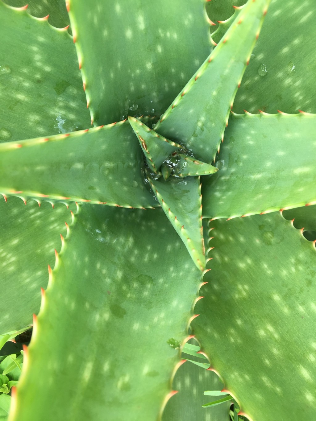 Aloe vera může pomoci s popálením od sluníčka i se syndromem dráždivého tračníku