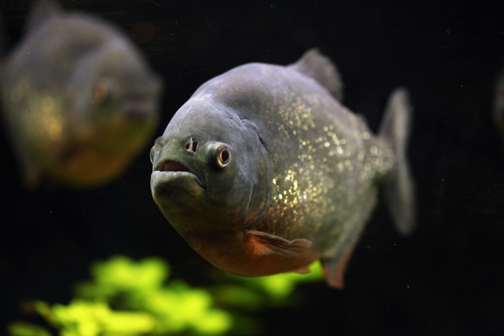 Na muže čekaly pod hladinou jezera krvelačné piraně