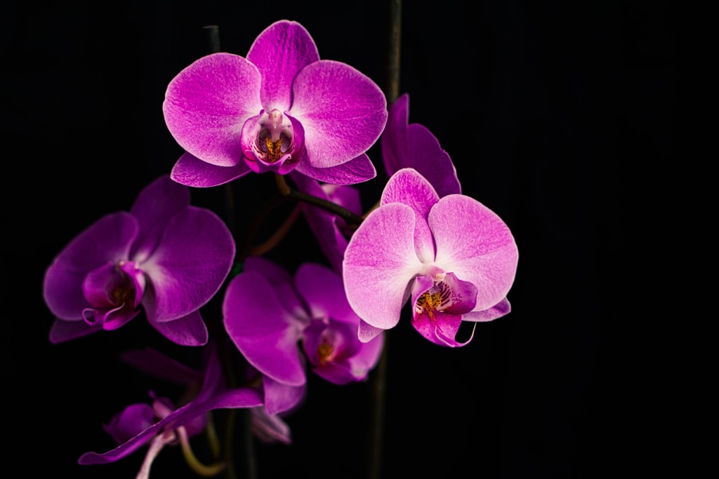 Orchideje je nutné pravidelně prořezávat