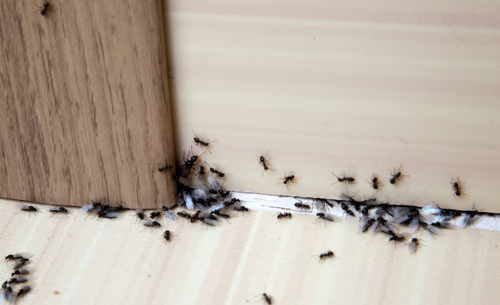 Se spolehlivou likvidací mravenců vám pomůže směs medu a boraxu