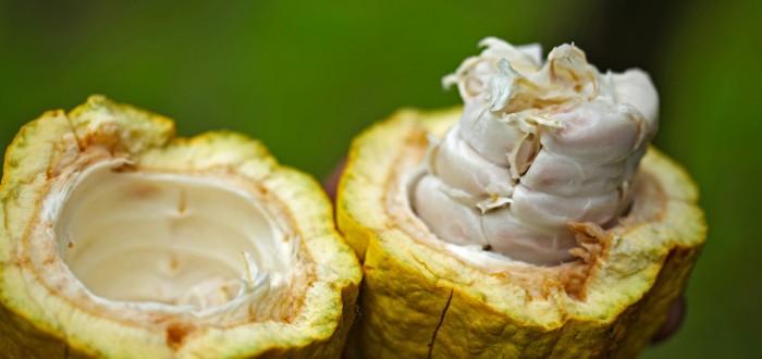 Kakaové boby obsahují vysoké množství flavanolů, antioxidantů, které mají protizánětlivé účinky