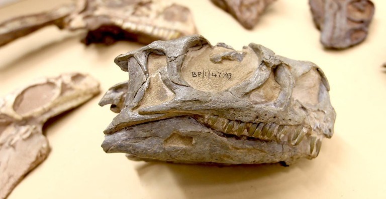 Nový druh dinosaura se jmenuje Ngwevu intloko