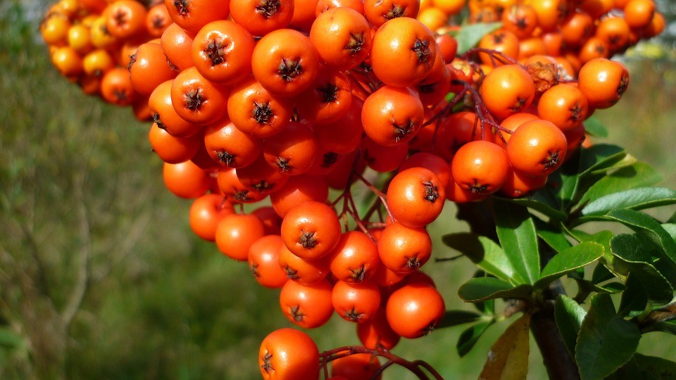 Rakytník dodá tělu vitamíny i minerály. Je vynikající pro posílení imunity