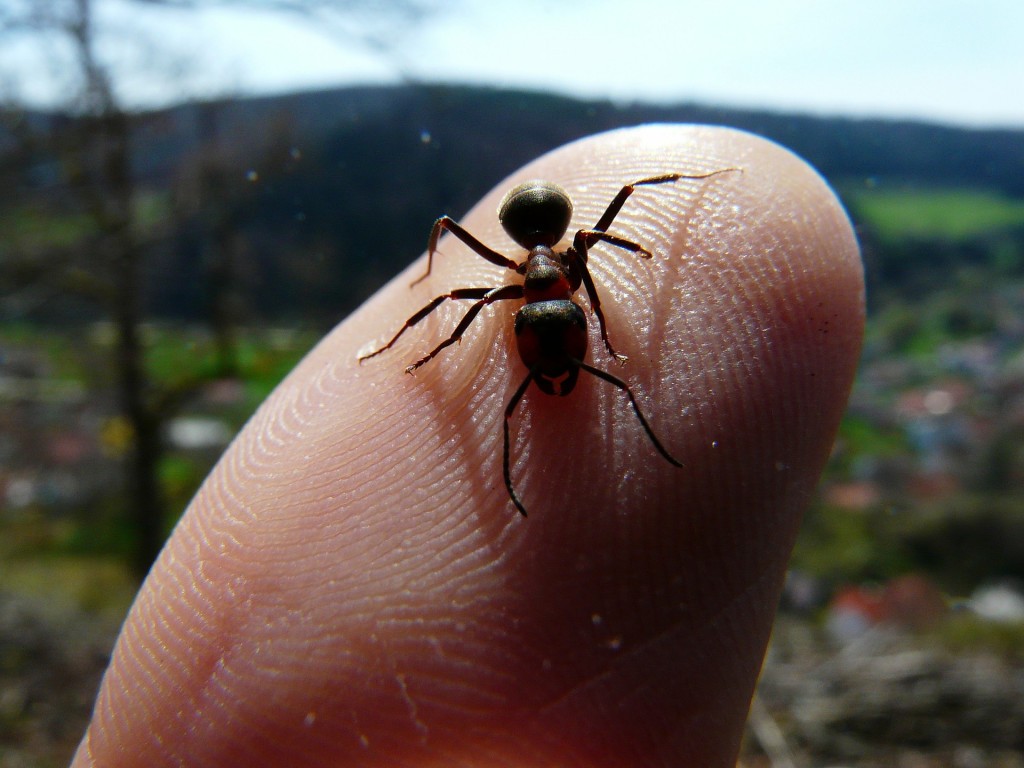 Zkuste na ně ocet. Má silné fungicidní a insekticidní vlastnosti, takže dokáže mravence zabíjet