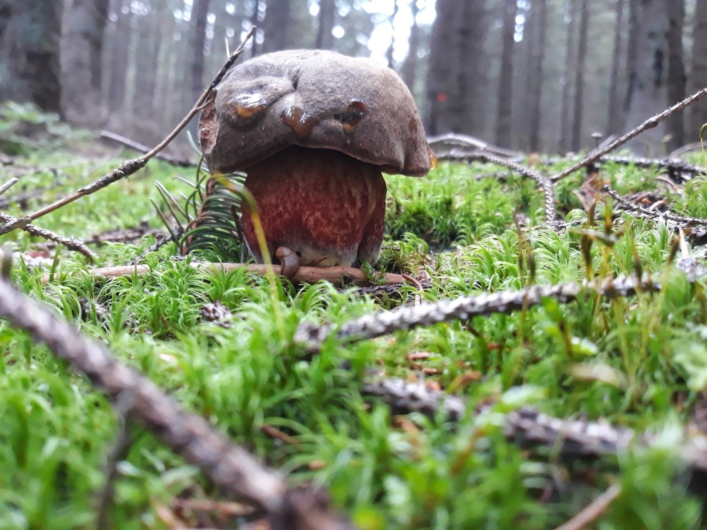 Hřib kovář je klasickou červnovou houbou