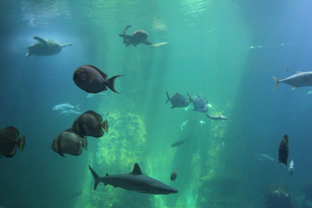 Podmořský svět je dominantou zoo ve Vratislavi
