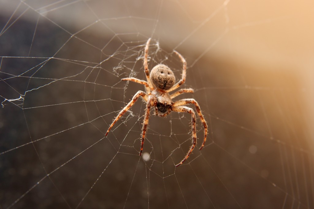 Zbavit se pavouků vám pomůže mimo jiné i mátový esenciální olej