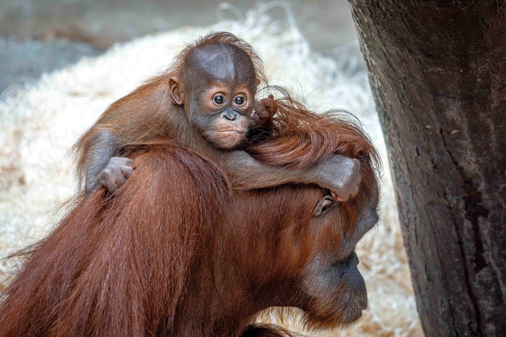 Kawi, nejmladší orangutan v Zoo Praha