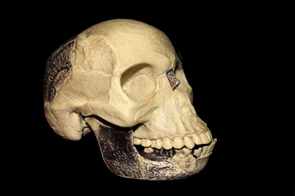 Údajný pozůstatek dosud neznámého pravěkého hominida byl ve skutečnosti lebkou středověkého člověka spojenou s orangutaní dolní čelistí a šimpanzím zubem, Piltdownský člověk se ukázal jako podvrh