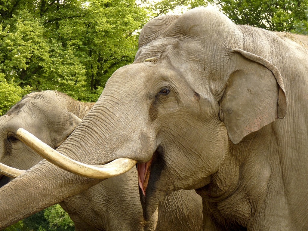 Rozšlapání slonem bylo nejčastější v Indii