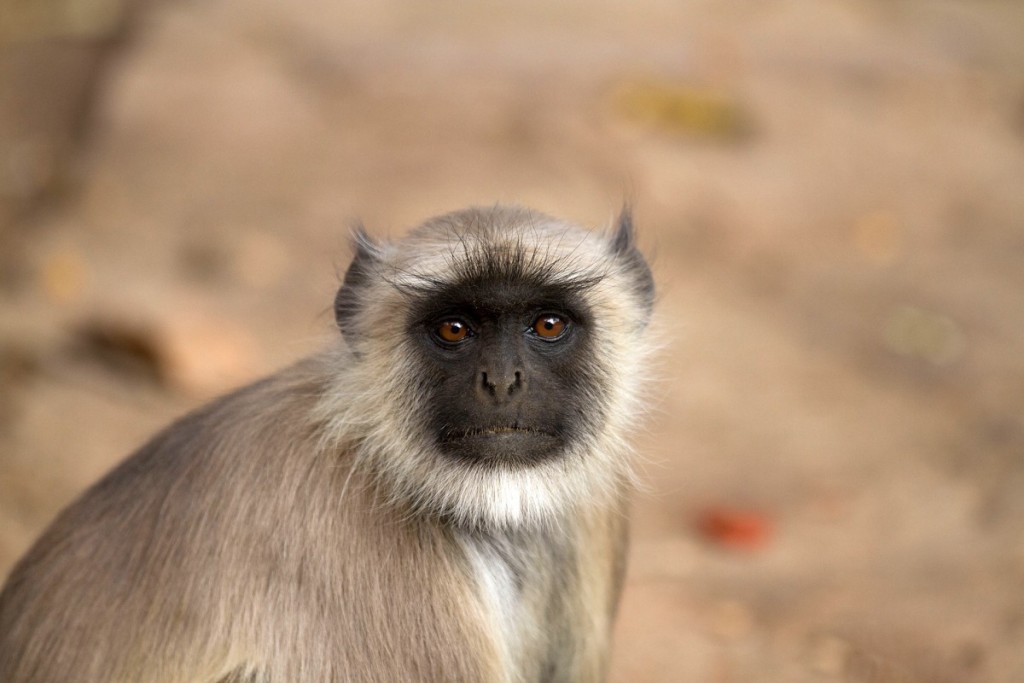 Na snímku je příbuzný nově objeveného druhu - langur šedý