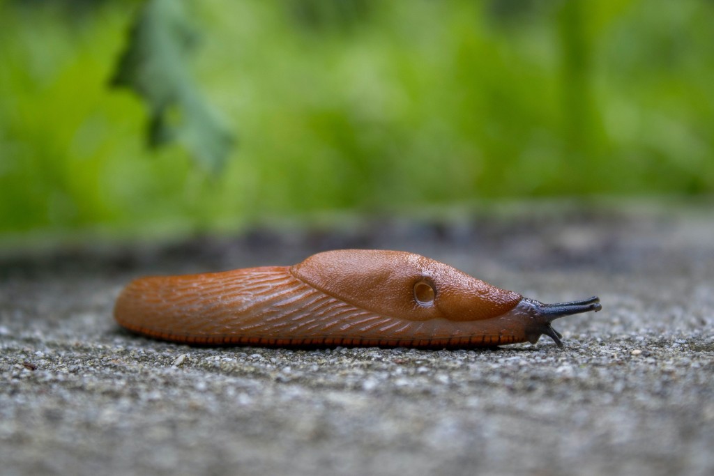 Se slimáky vám pomohou i kachny nebo slepice