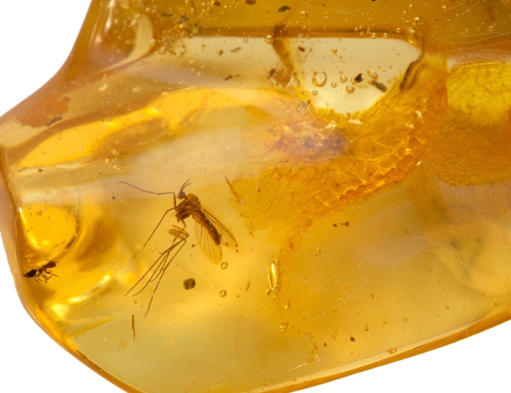 V jantaru se běžně zachová například hmyz, nález miniaturního dinosaura je však unikátní
