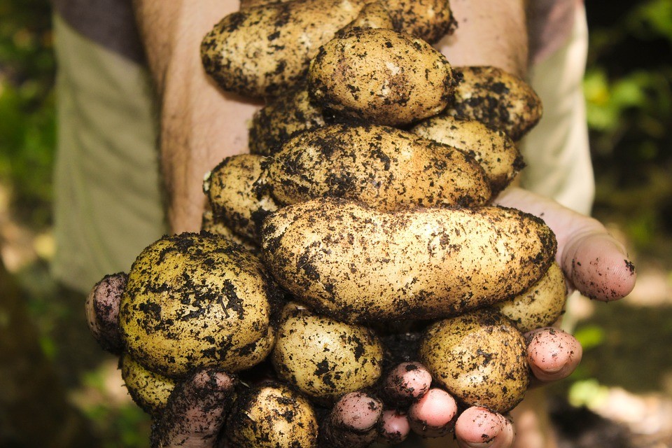 Není brambor jako brambor. Biopotraviny vyrůstají zcela přirozeně bez vnější chemie