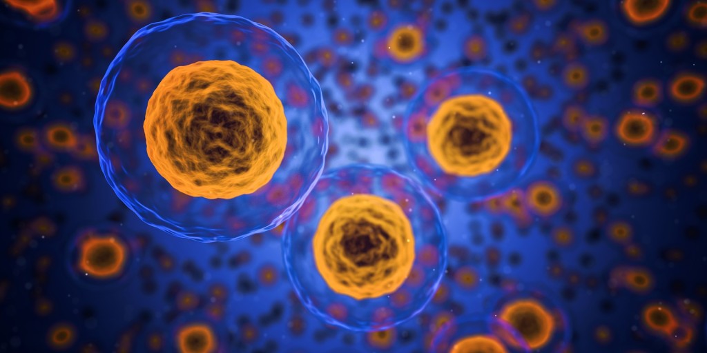 Předtím, než buňka zahyne, se její DNA rozpadne na velké množství menších částí