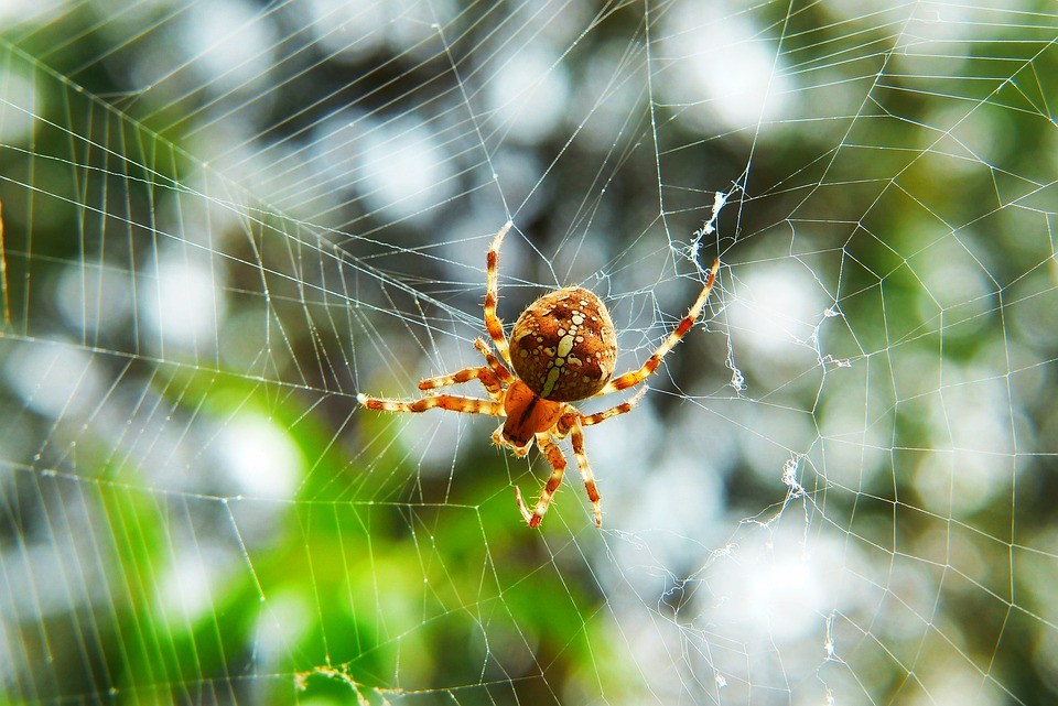 Noční můra každého arachnofobika - pavoučí déšť