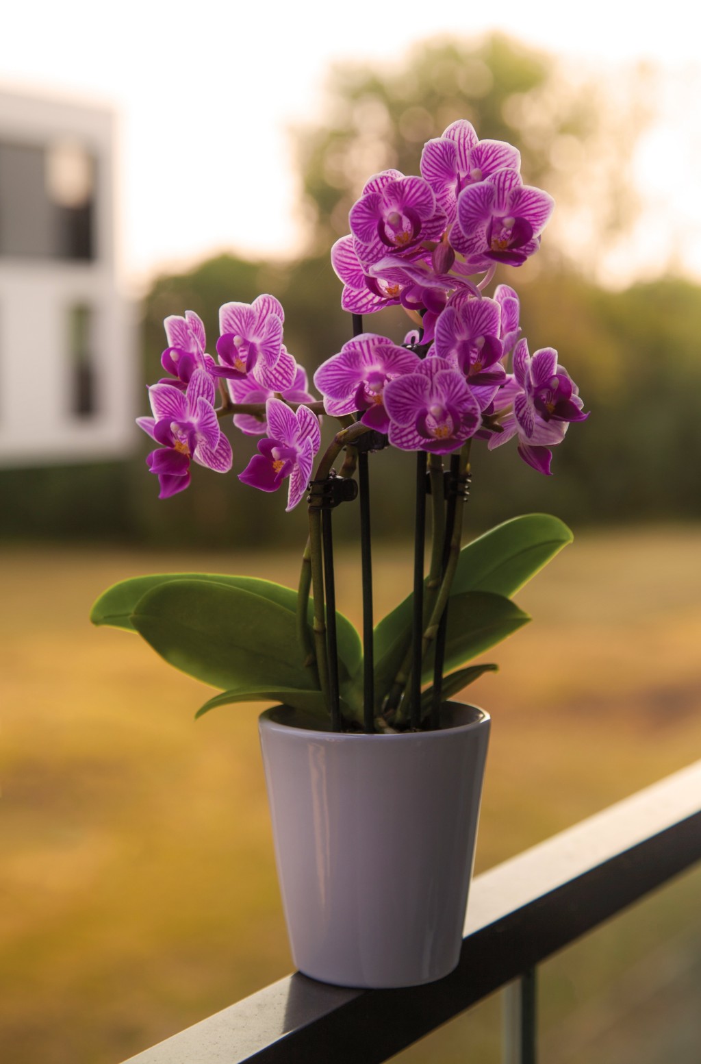 Orchideje nesmí být vystaveny přílišnému horku, ani chladu