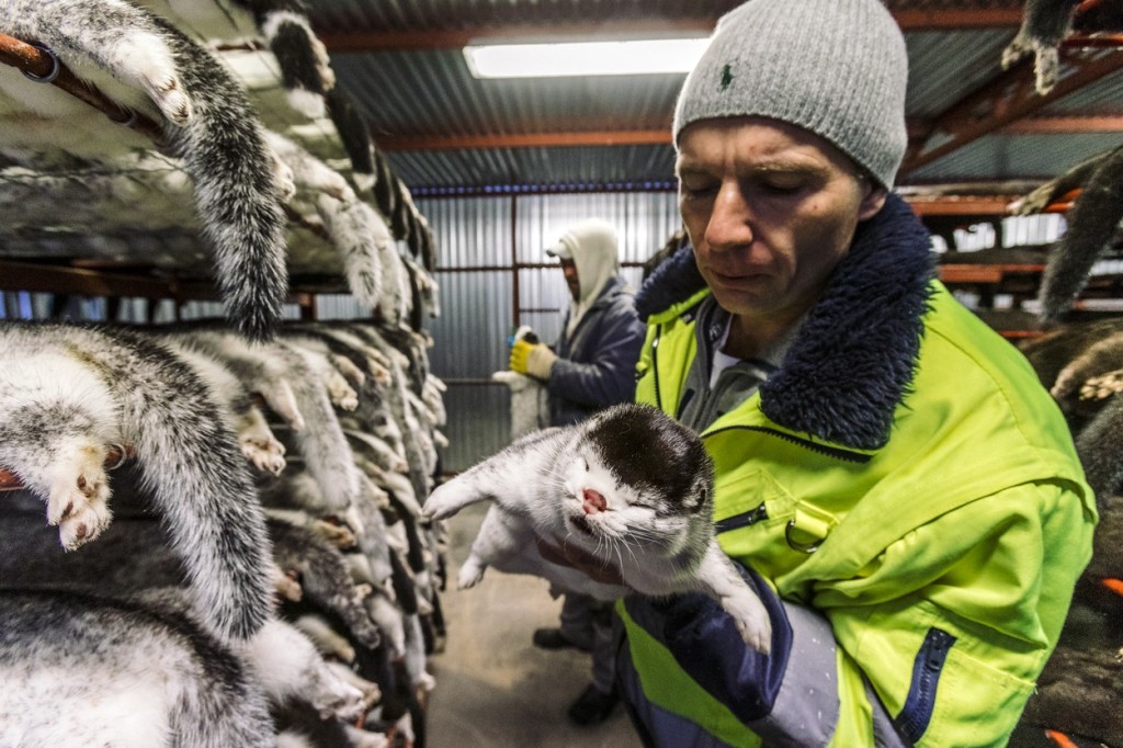 Na českých kožešinových farmách bylo chováno zhruba 25 tisíc lišek a norků, zvířata byla usmrcována v plynových komorách nebo elektrickým proudem 
