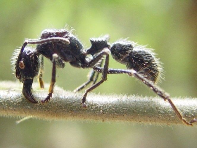 S projektilovým mravencem si není radno zahrávat. Jeho bodnutí bolí totiž jako průstřel