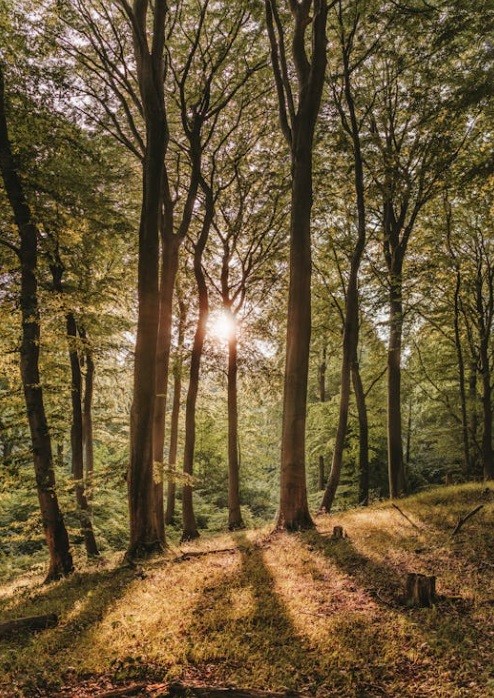 Lesní terapie využívá rostliny, zvířata a zvláště stromy v lese k tomu, aby zde lidé nabrali potřebné síly, odpočinuli si a zažili něco nového a příjemného