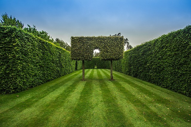 Z živého plotu lze vytvářet různé geometrické obrazce