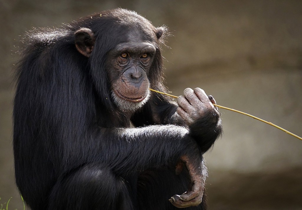 Celkový měsíční provoz zoo vyjde na více než 600 000 korun