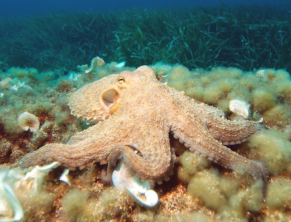 Samice chobotnic páchají sebevraždu po nakladení vajec