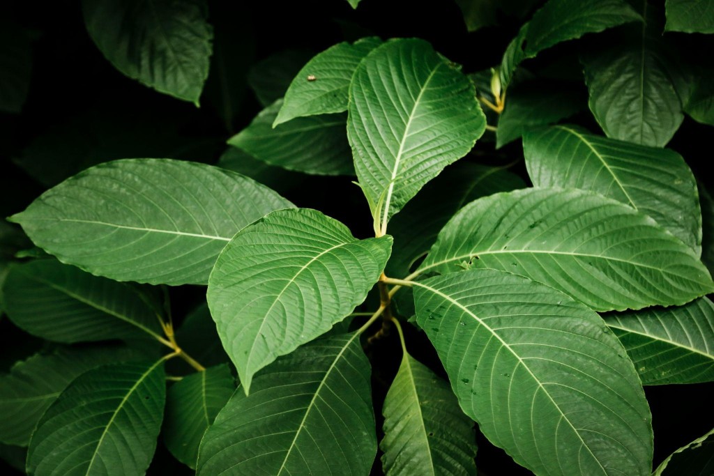 Kratom se často používá jako přírodní prostředek proti bolesti, úzkosti a k úlevě od závislosti na opioidech, avšak je také kontroverzní kvůli možnému vzniku závislosti a vedlejším účinkům, jako jsou nevolnost, závratě. 