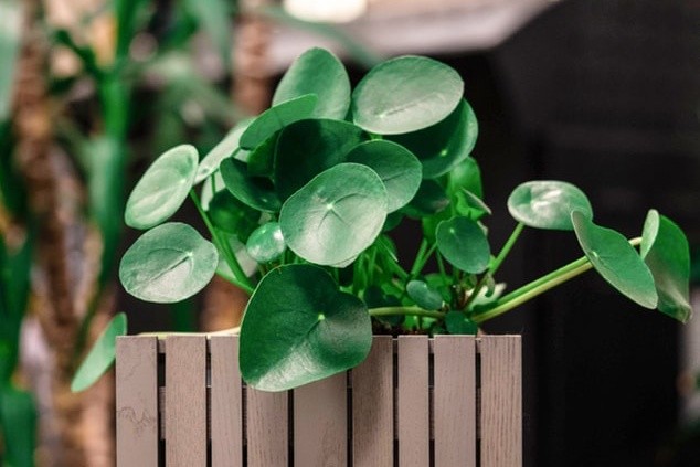 Pilea je nenáročná rostlina, ale o péči se umí přihlásit
