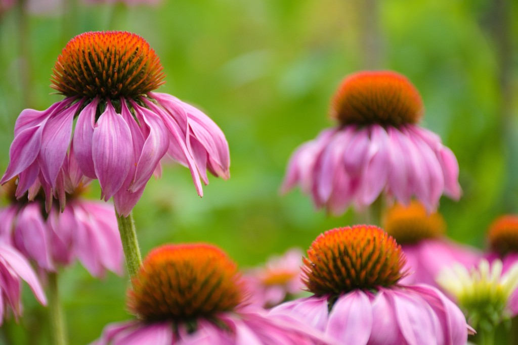 Echinacea purpurea může účinně posílit vaši imunitu, její doporučené dávkování by se ale nemělo překračovat