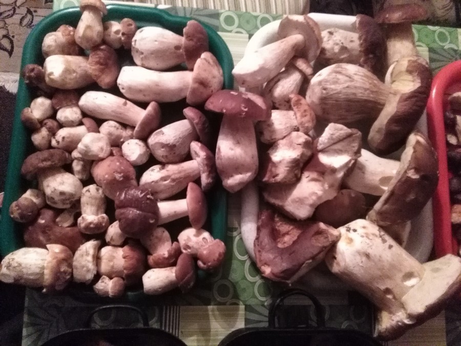 Podobné houbařské orgie v těchto dnes nejsou nic neobvyklého