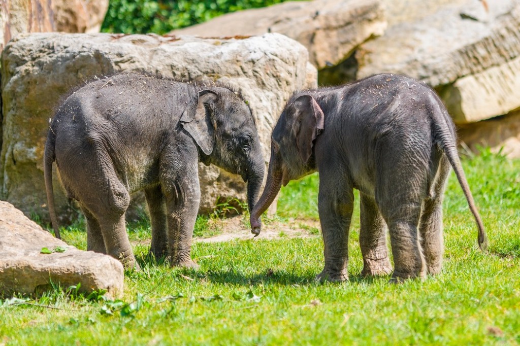 Samičky slona indického, které se v Zoo Praha narodily krátce po sobě na konci března a na začátku května, si pravidelně užívají venkovního výběhu