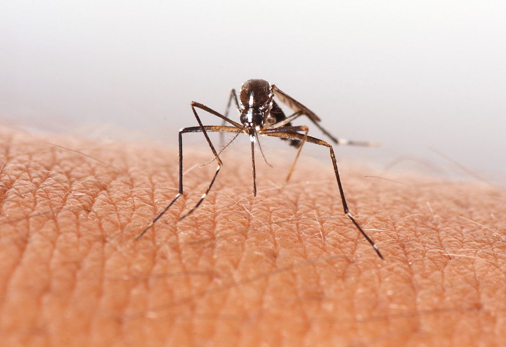 Komáry udrží v bezpečné vzdálenosti mimo jiné i zapálení levandulové svíčky