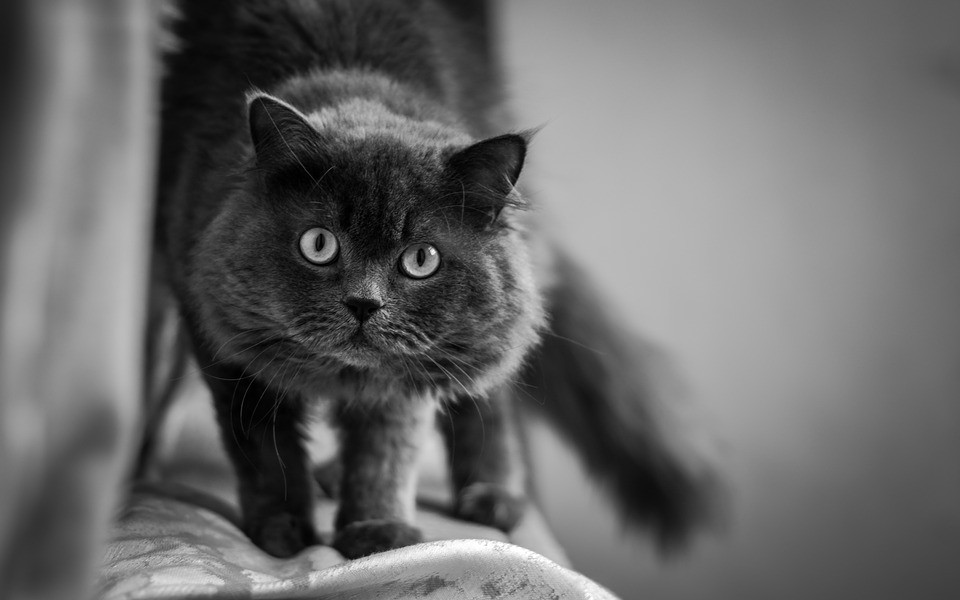 Svoji mimiku mají i zvířata - co si ta kočka asi myslí o nápadu jít ven, když prší? 